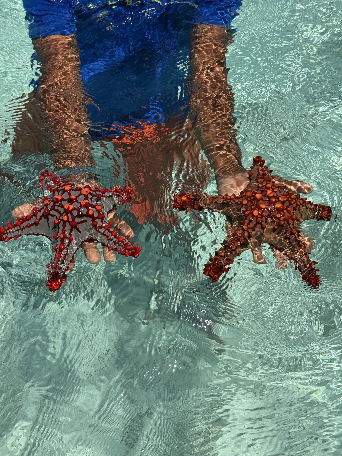 Due stelle marine rosse tenute a pelo d'acqua cristallina